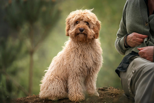 Caring for Your Pet’s Digestive Health: Tips and Resources for Pet Owners - Smooch & Scratch