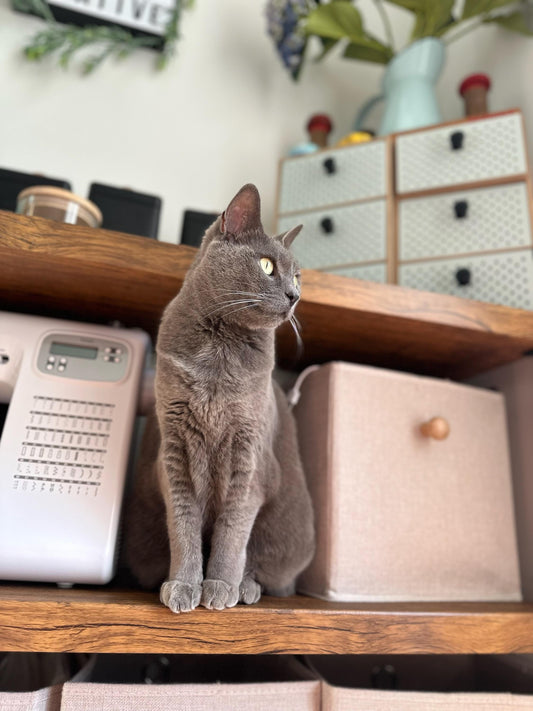 Calm and Collected: Helping Your Pet Manage Stress and Anxiety