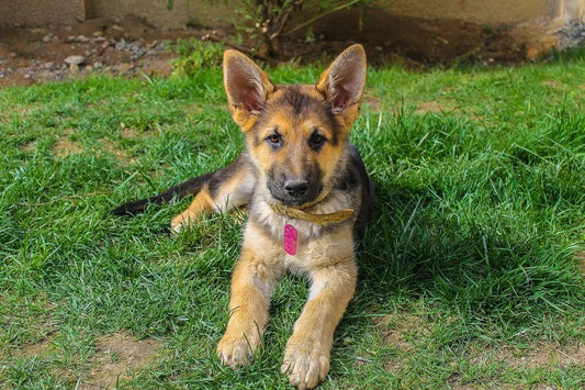 Bringing Home a New Family Member: How to Set Your Puppy or Kitten Up for a Healthy Life