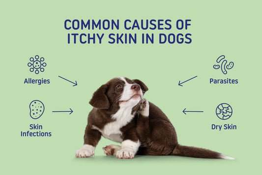 Got The Itch To Scratch? Caring For Your Pet’s Skin Health - Smooch & Scratch