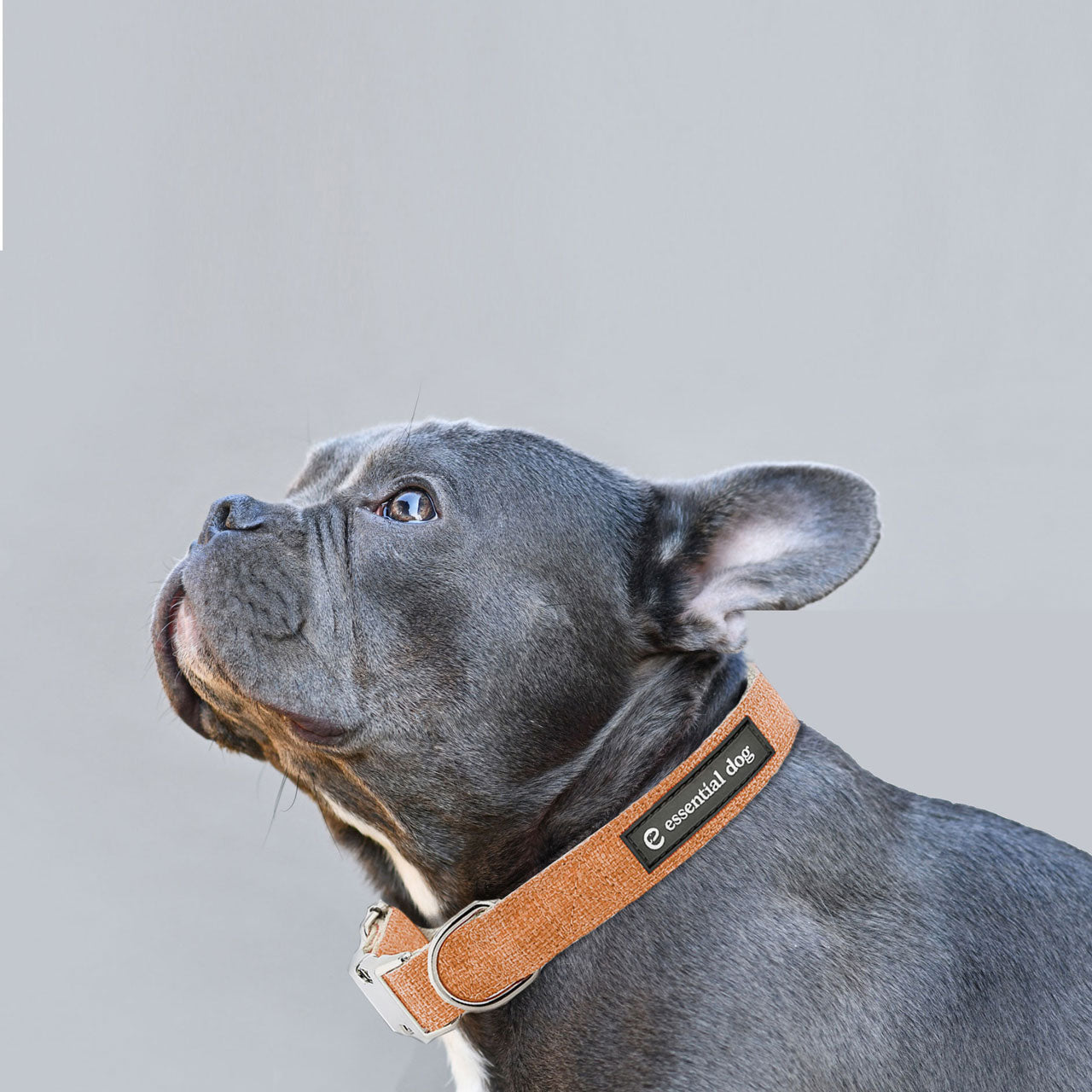 Organic Hemp & Cotton Dog Collar - Orange Burst - Smooch & Scratch