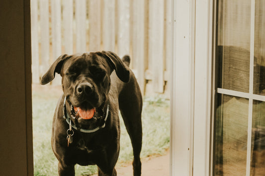 Keep Them Moving: Caring for Your Pet's Joint Health - Smooch & Scratch