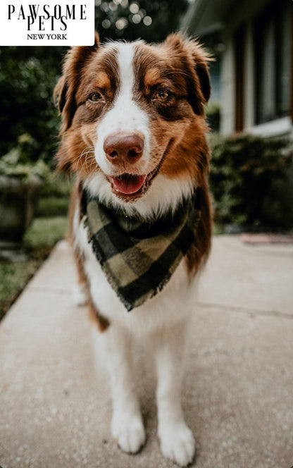 Bandana - Evergreen - Smooch & Scratch