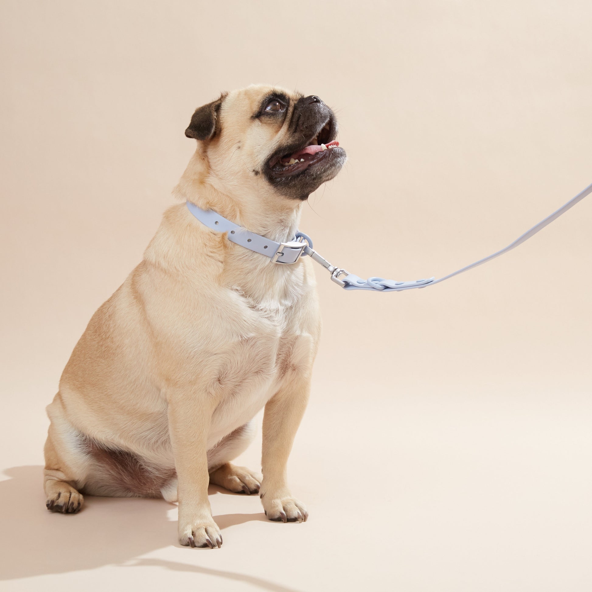 Collar Set - Smooch & Scratch