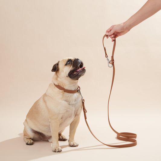 Collar Set - Smooch & Scratch