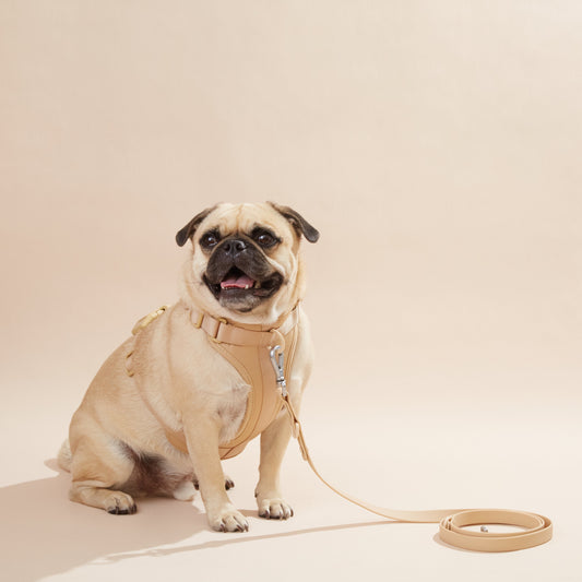 Harness Set - Smooch & Scratch