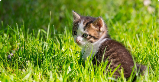 For Cat